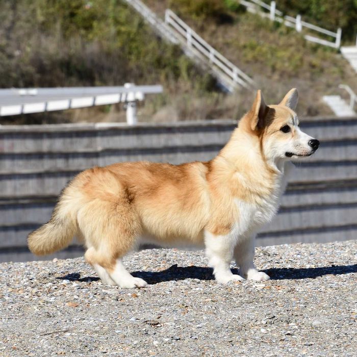 Welsh sales corgi olx