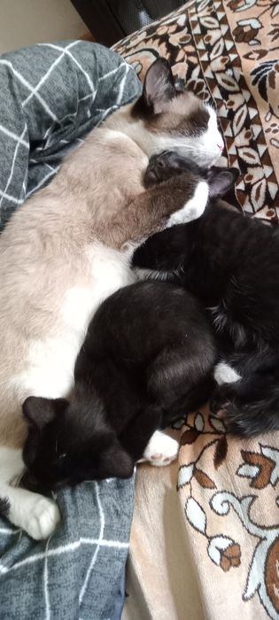 Отдам котят в хорошие руки