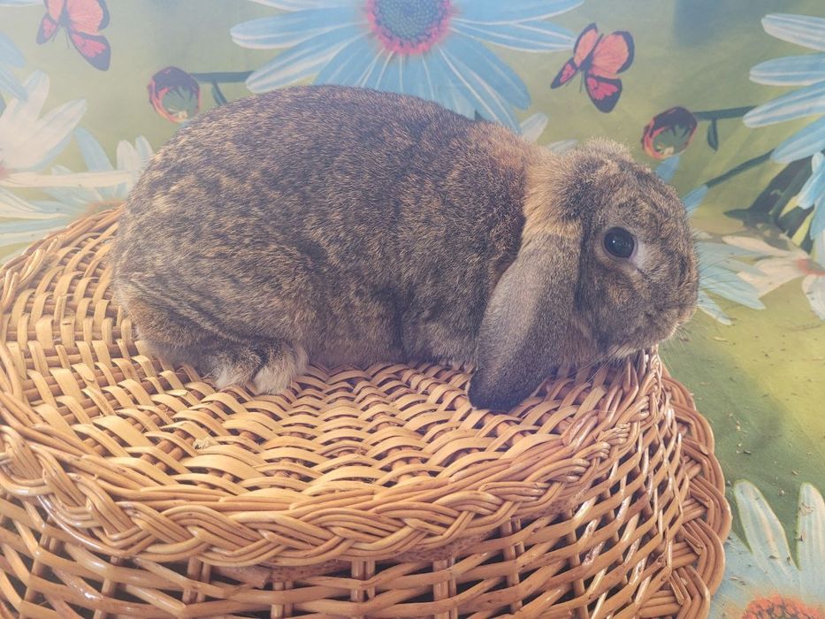 Karlik baran sotiladi