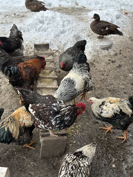 Cocosi de rasa de anul trecut scosi