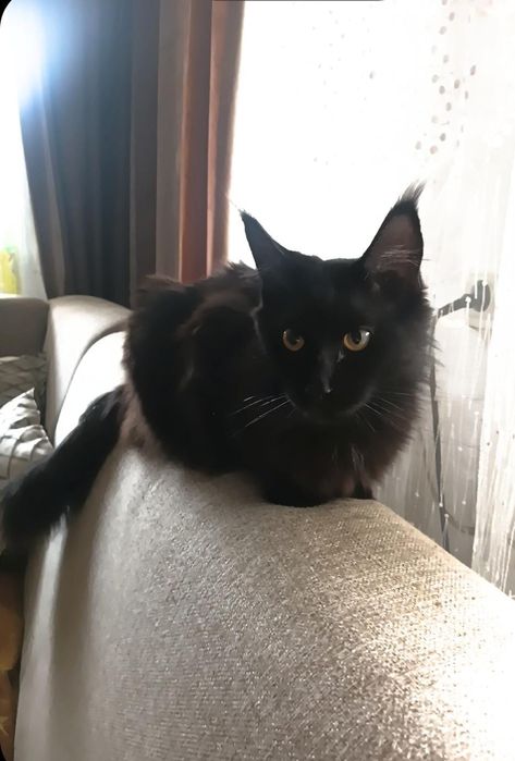 Продам кошка мейн кун