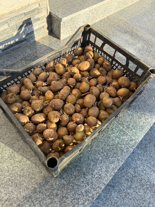 Cartofi de  sămânță Arizona