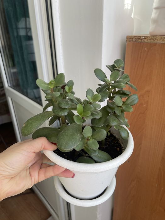 Толстянка или денежное дерево