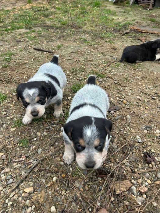 Donez catei de vanatoare