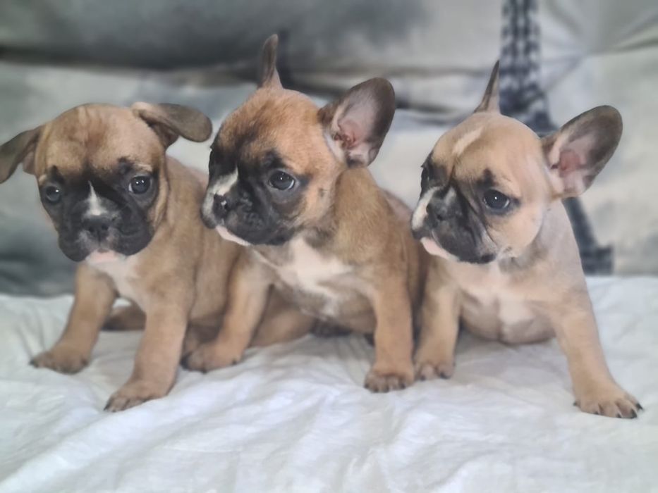 Продам щенков французского бульдога