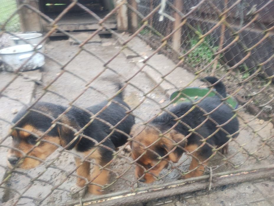 Ловно куче гонче