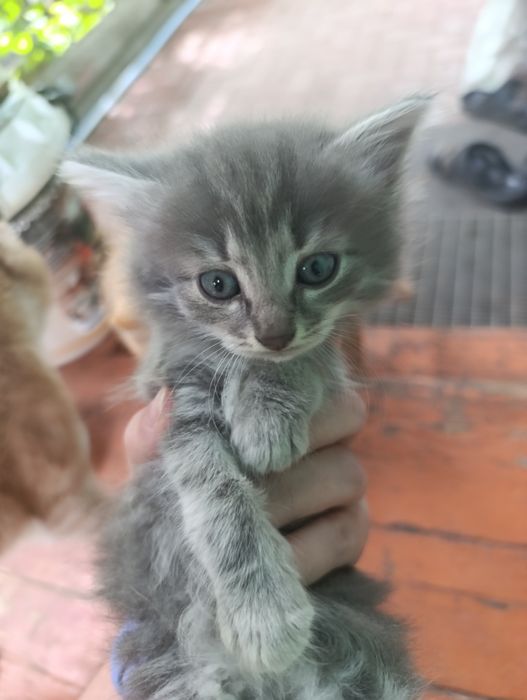 Котята бесплатно