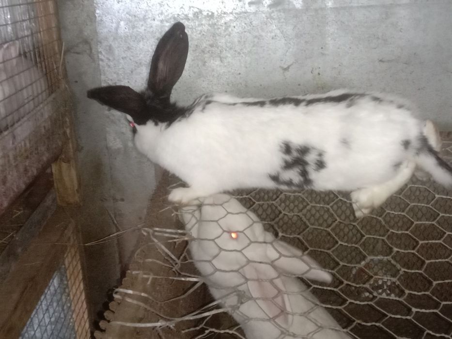 Продам кроликов на развод