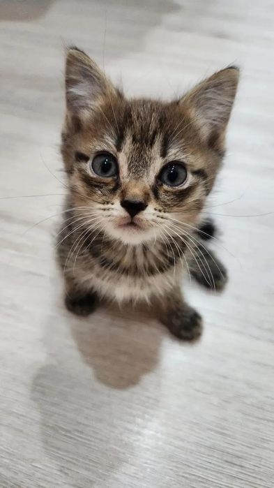 Кошечка ждём свою семью