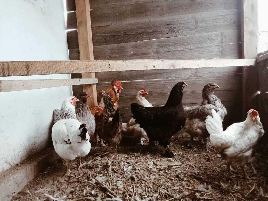 КУРЫ домашние продам
