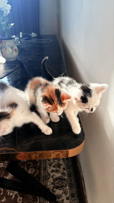 Отдам котят-девочек в добрые руки
