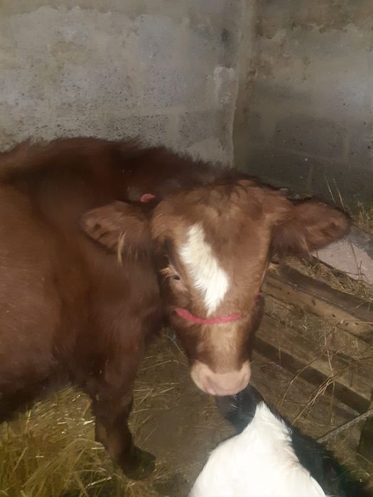 Vînd vițăi de rasă!