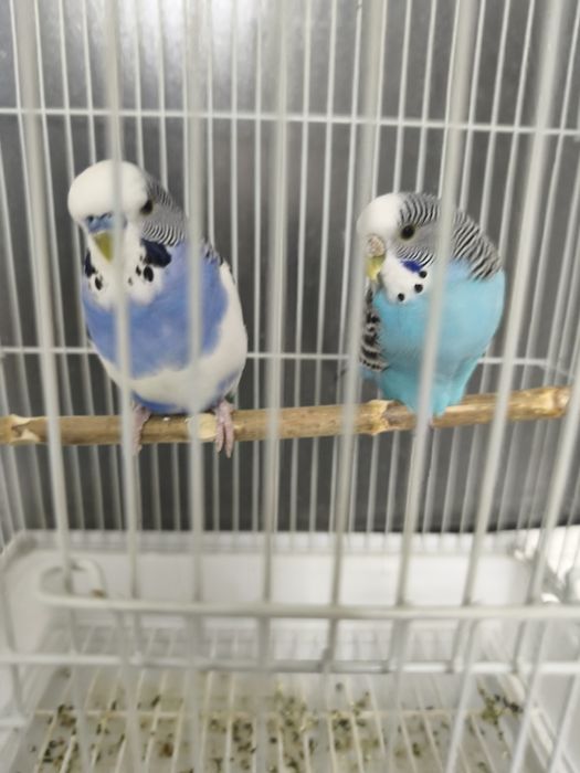 18500 попугаи с клеткой