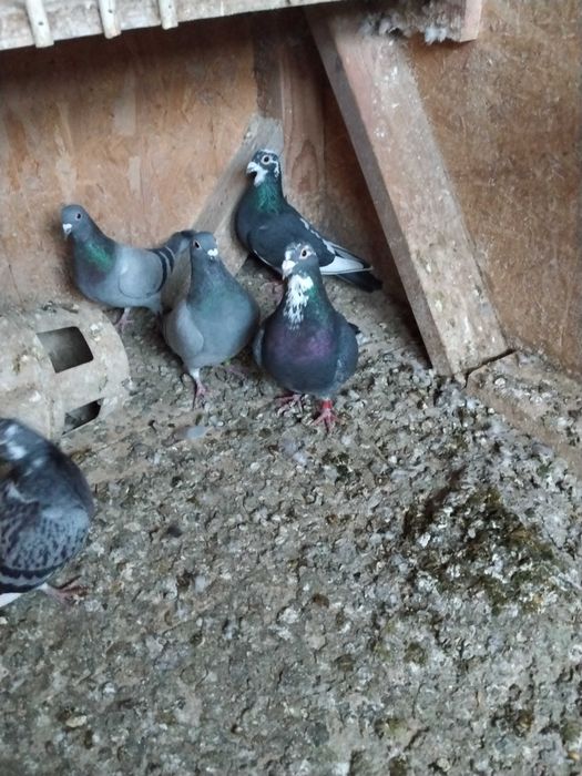 Porumbei voiajori de vanzare