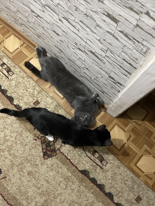 Котята мальчики месяц серый и черный