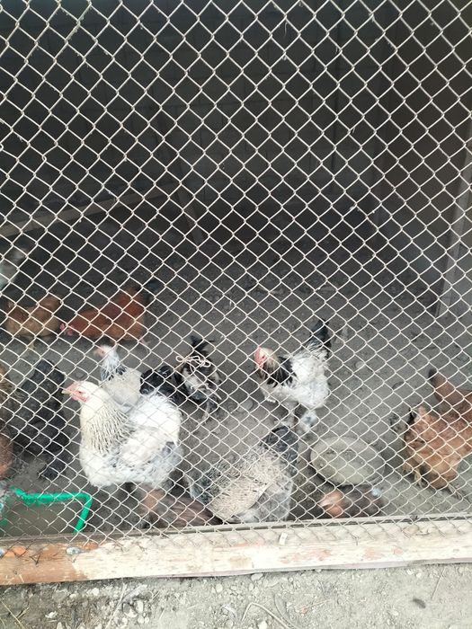 Жас балапан тауыктар