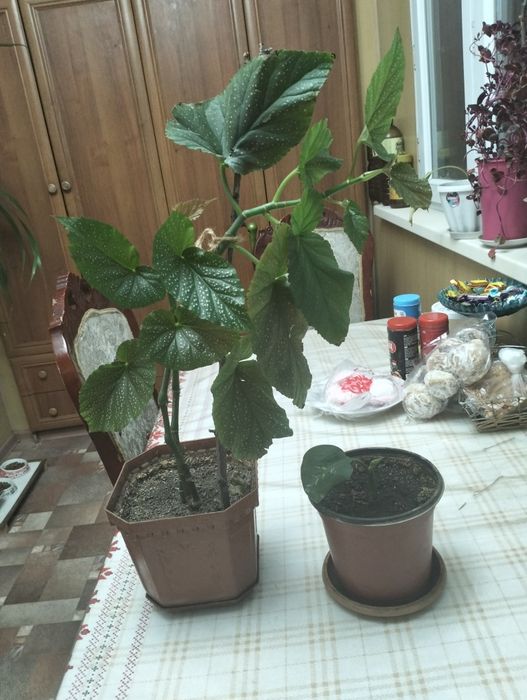 Цветы комнатные не дорого