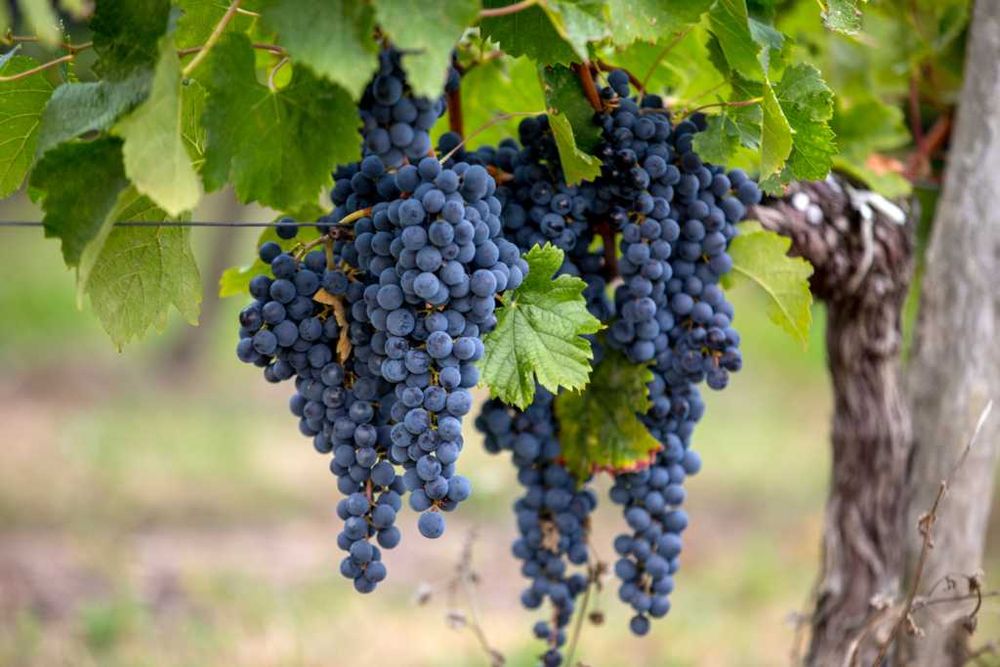 Struguri de Vanzare - De Vin sau de Masa - de la PRODUCATOR