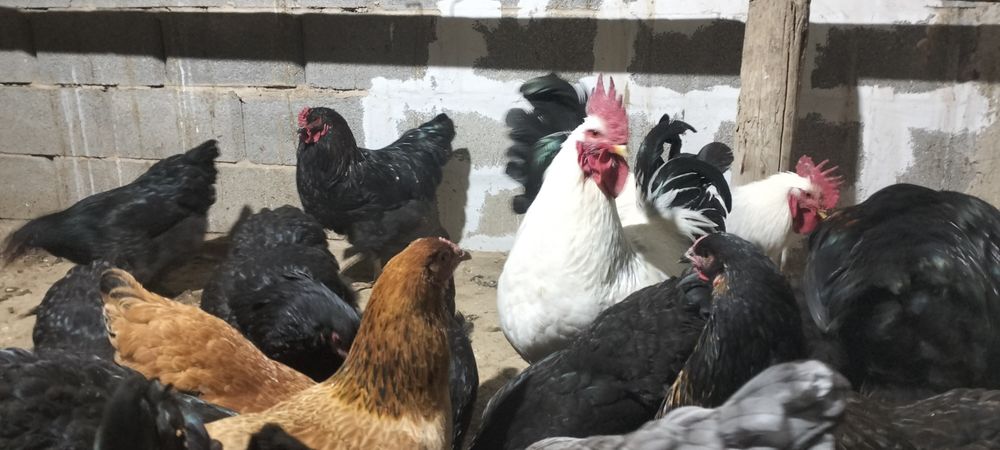 Адлер қораз сатам