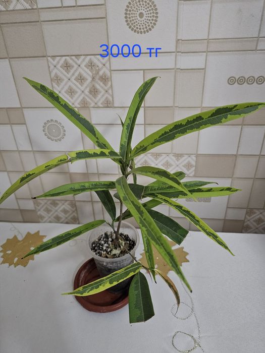 Комнатные  цветы