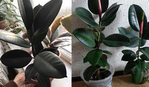 Фикус черный принц - комнатные и офисные цветы