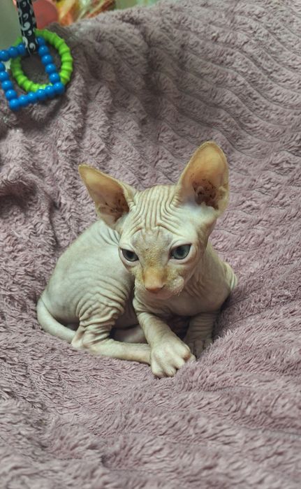 Канадский Сфинкс. Мальчишки.