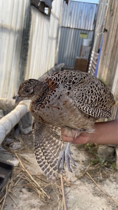 Кыргауыл сатылады атырау каласы