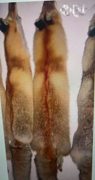 Лиса,  Тулкы териси сатылады