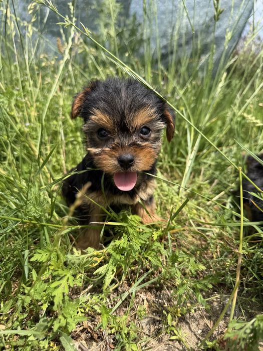 Yorkshire terrier mini