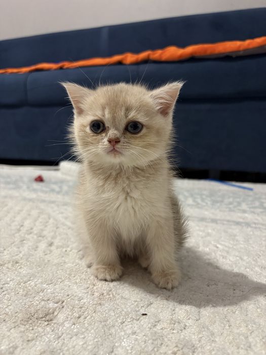котёнок золотая шиншилла, девочка