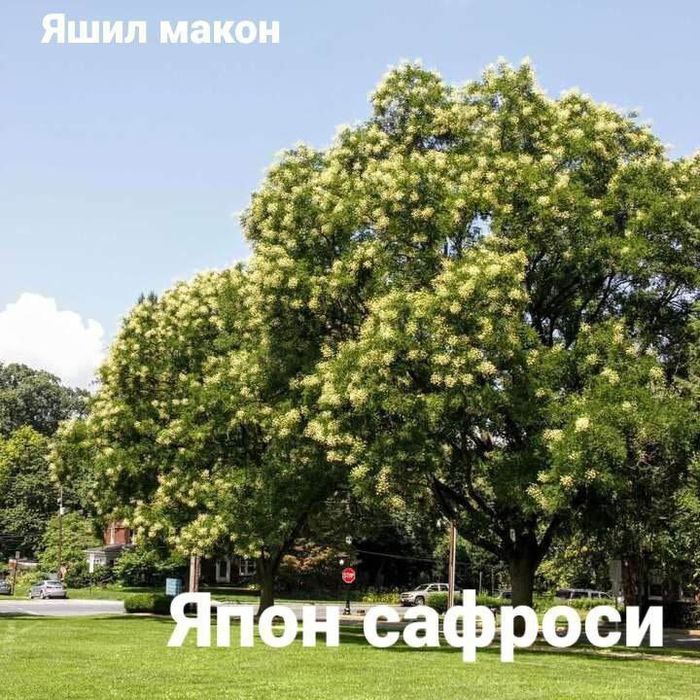 Sifatli manzarali ko‘chatlar bor.