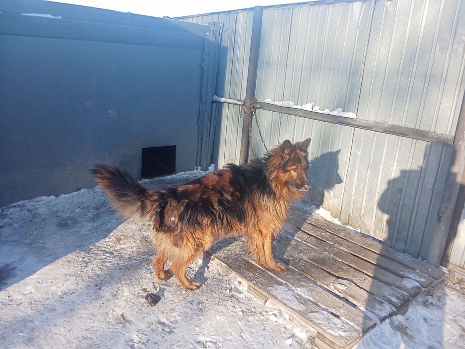 Немецкая овчарка