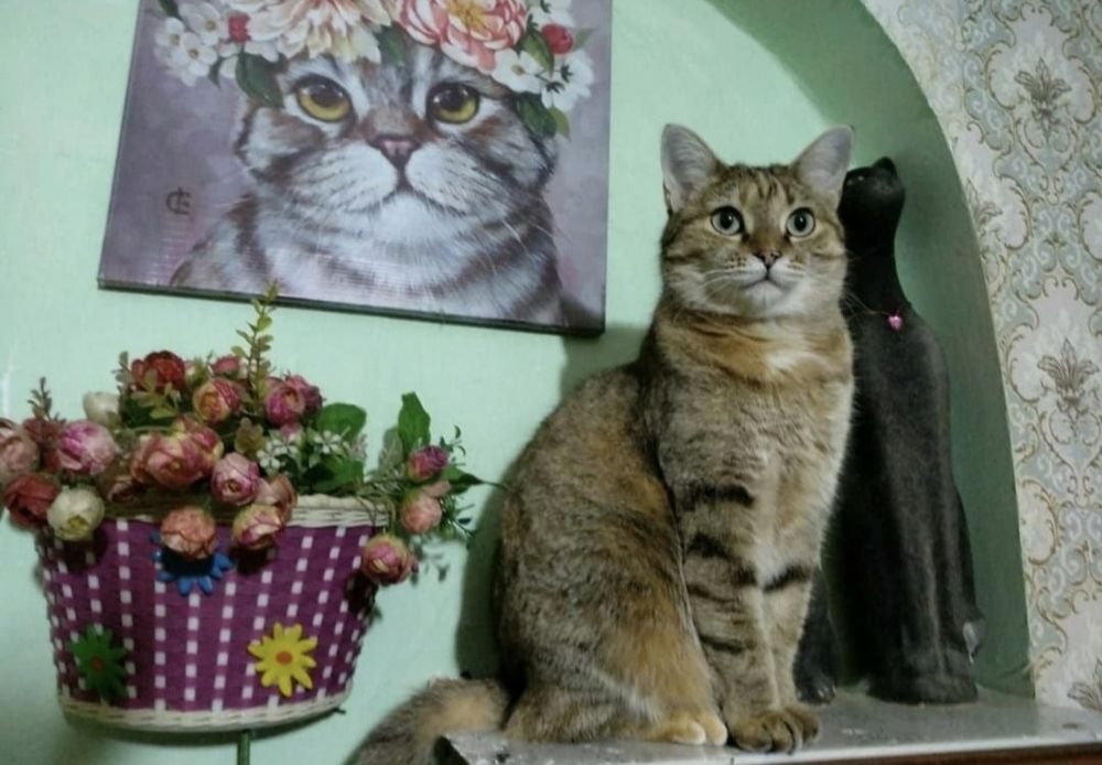 Кошечка Маргошечка с доставкой!