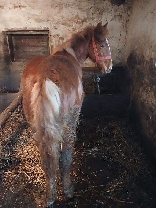 Vand doi manji de 6 luni