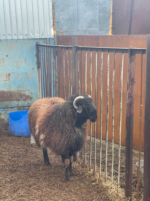 Продам кошкара на племя