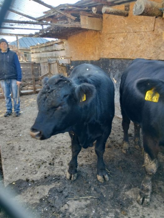 Vând 2 junci și un bou originale rasa angus