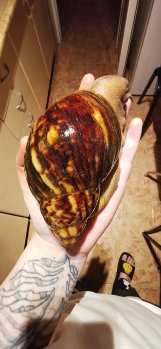 Vând melci uriași Archachatina Marginata Ovum XXL linie Jumbo mix