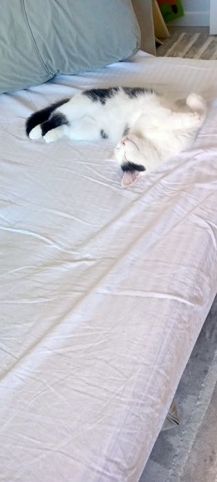 Отдам даром милая кошку