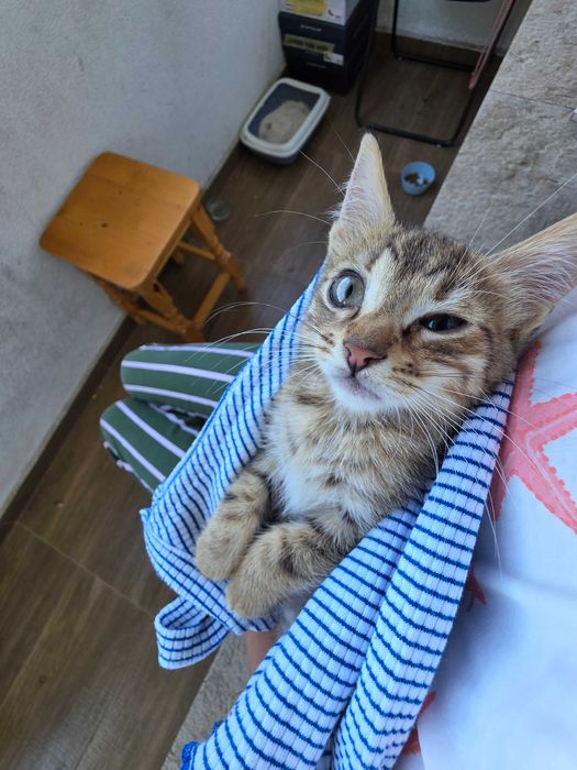 Подаряваме малко сладичко котенце