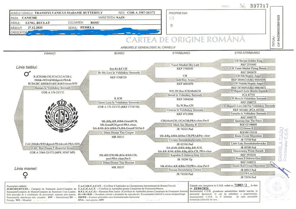 Poodle cu pedigree