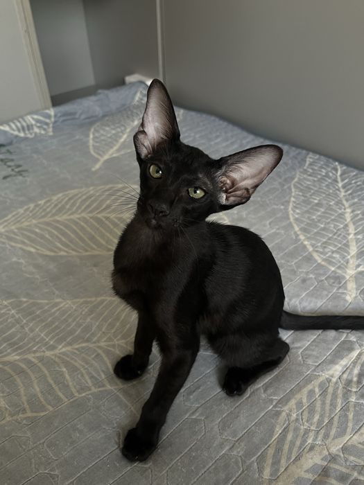 Ориентальные котята