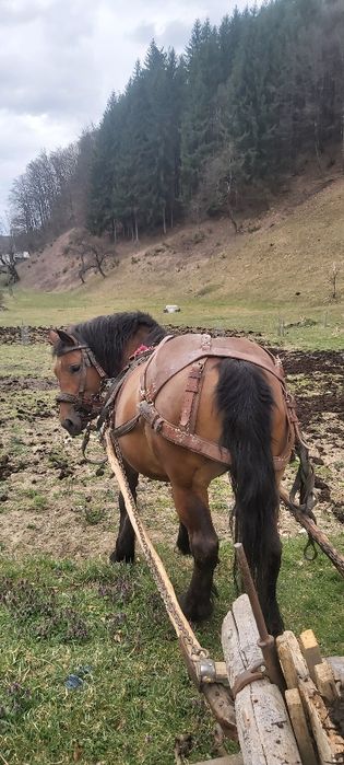 Iapa de vanzare 8 ani