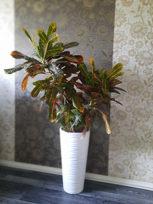 Продам цветок "Кротон"