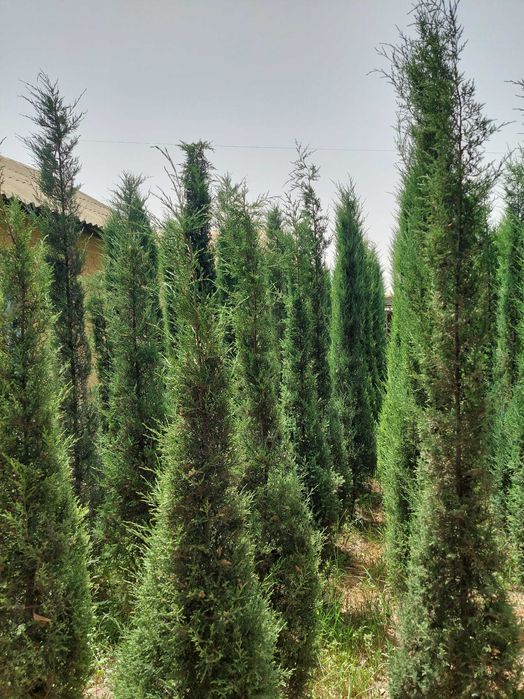 Можжевельник арча кучатлари сотилади