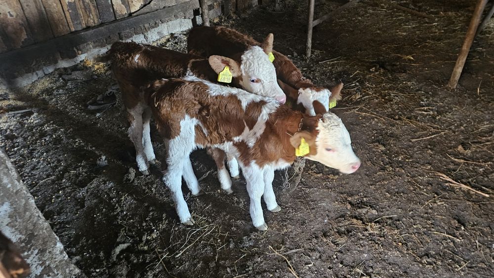 Vitei Vitel vitea  Tauras -Baltata Românească de lapte