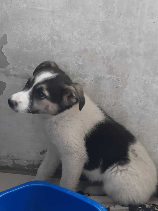 Отдаем щенка, в добрве руки