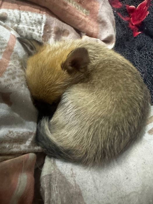 Продам ласкогого мальчика щенка