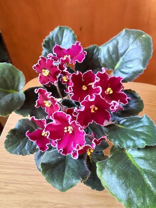 Бегония королевская.