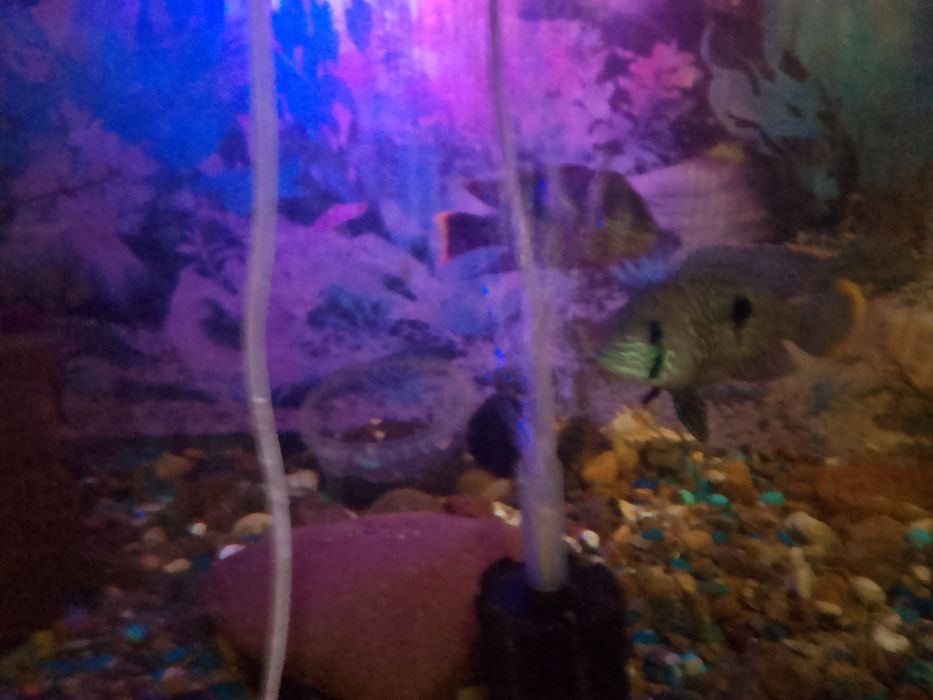 Аквариум с рыбами полный комплект