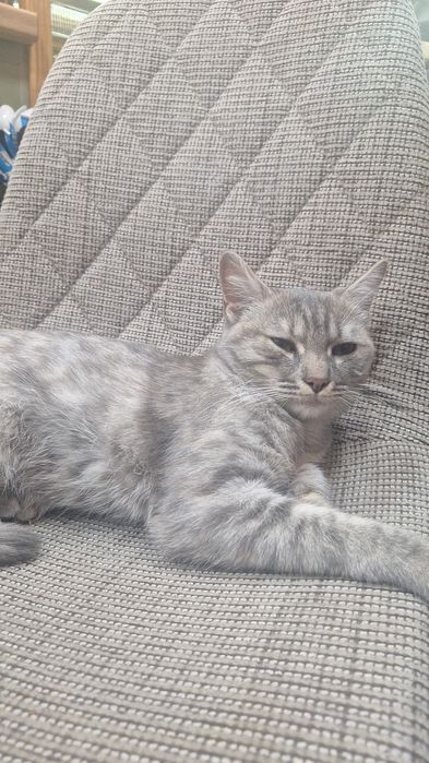 Котёнок 7 мес срочно ищем семью